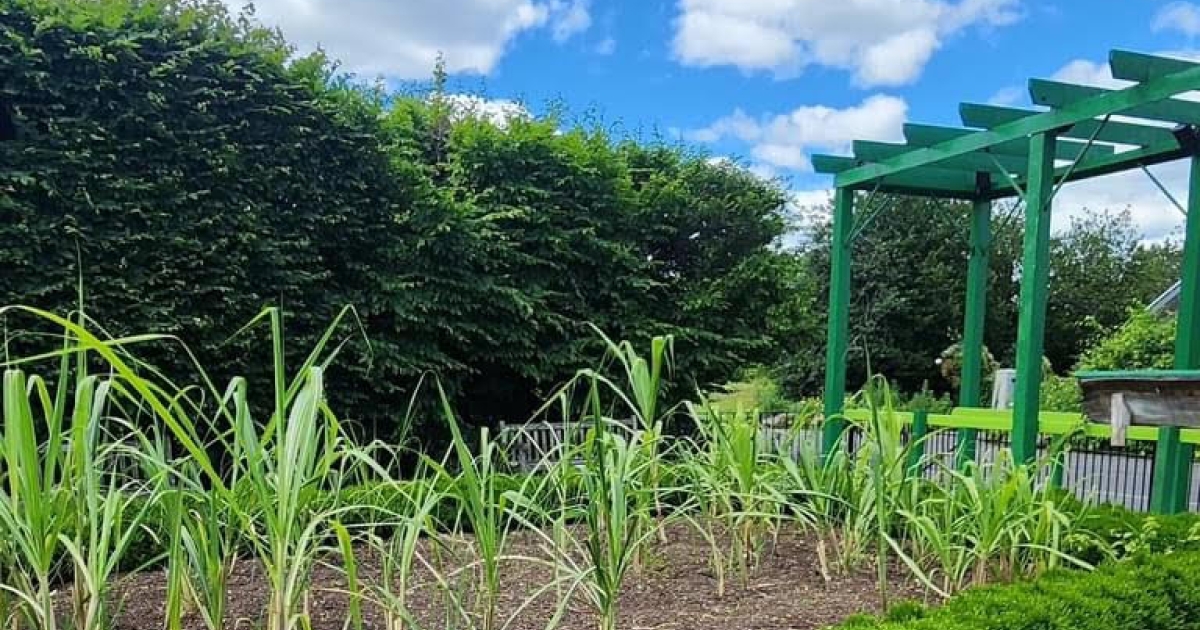 Celebrating African American Botanical Traditions with the NYBG